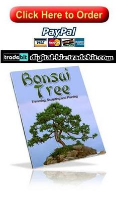 Product picture Bonsai Tree